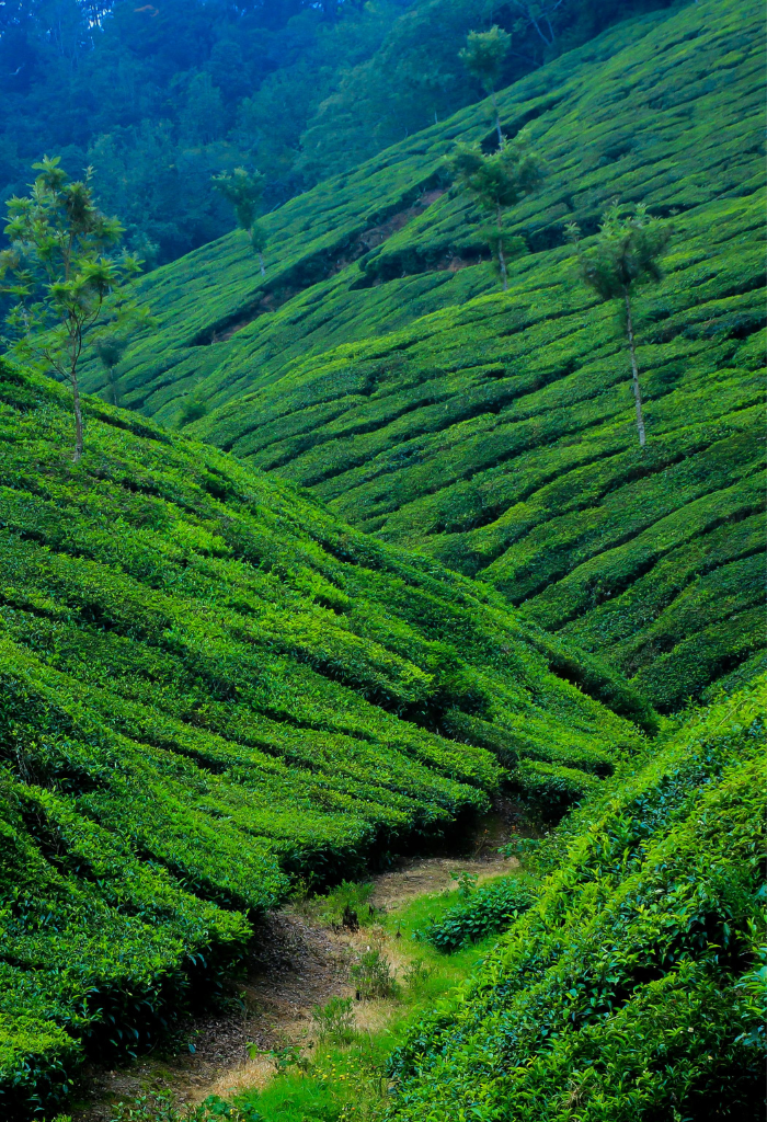 lush green munnar tea estates