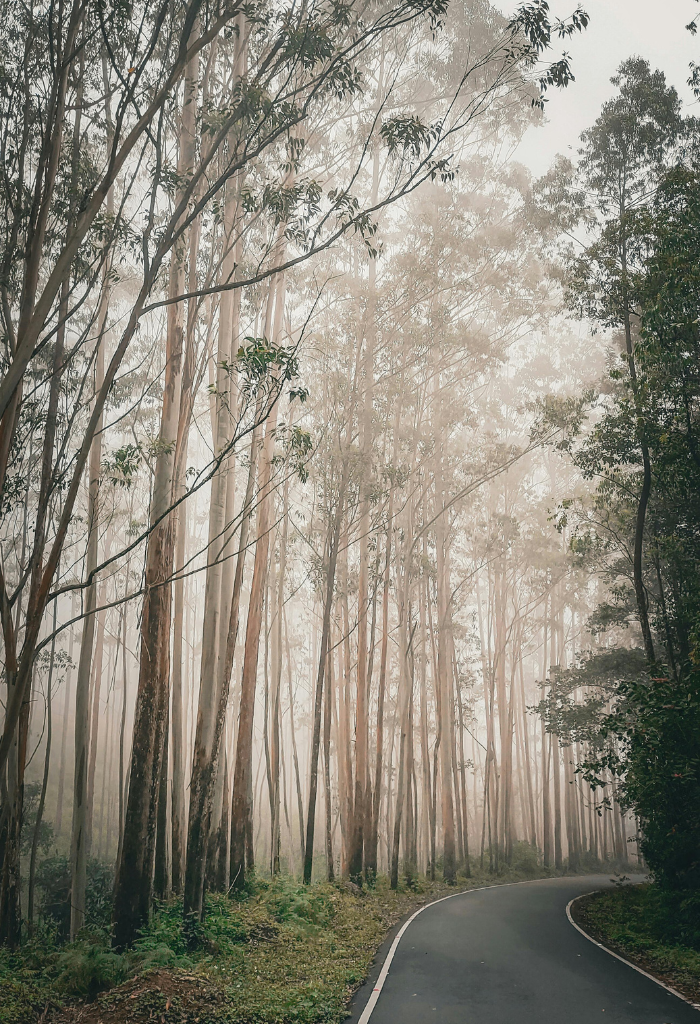 wayanadu hill forest area