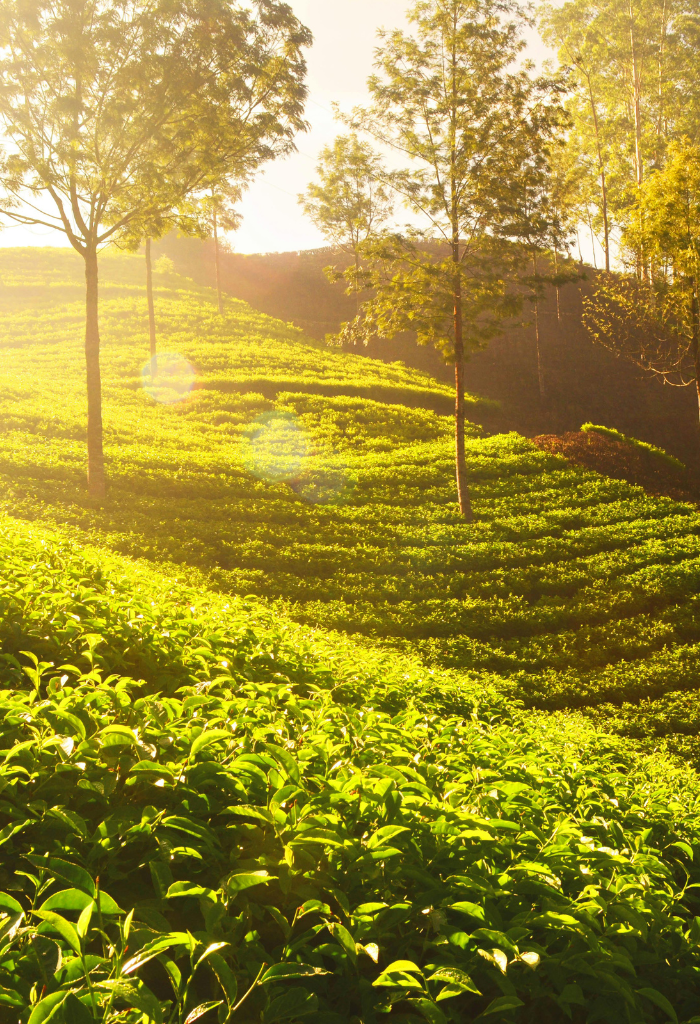 munnar tea estate