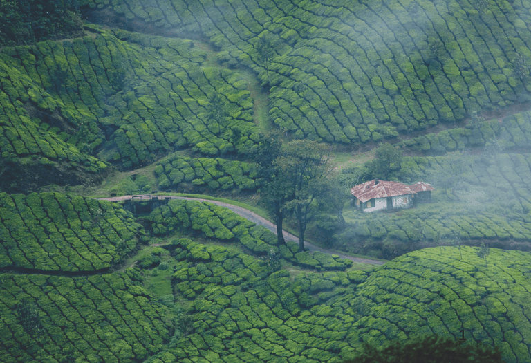 Munnar kerala tour package