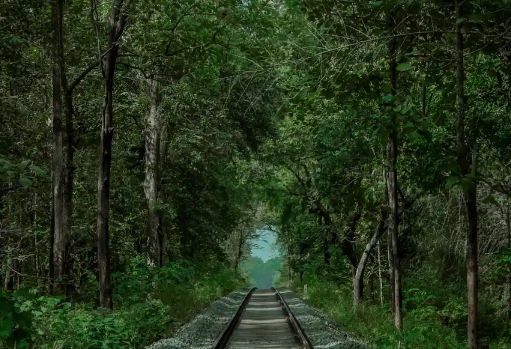 kerala railway inside forest